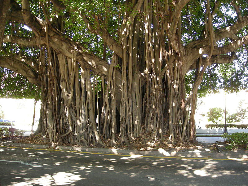 Ficus Benghalensis tree 