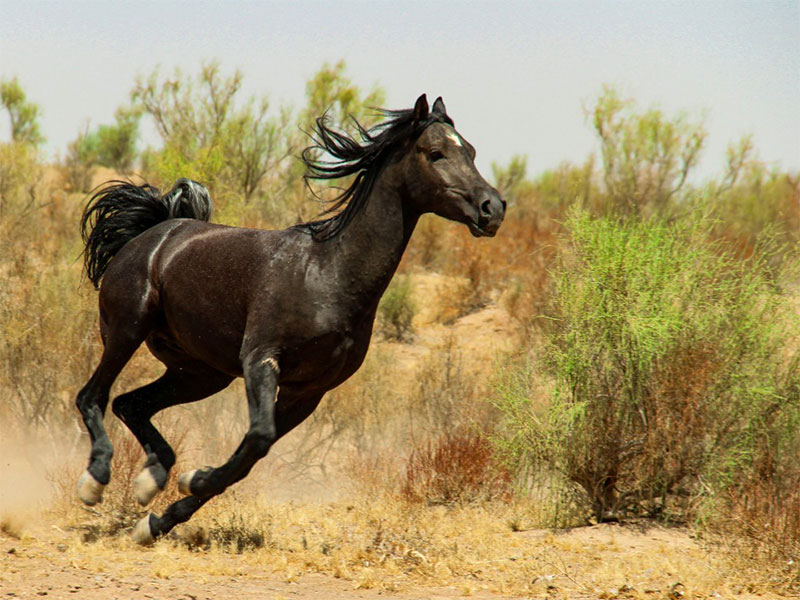 horse riding in Iran
