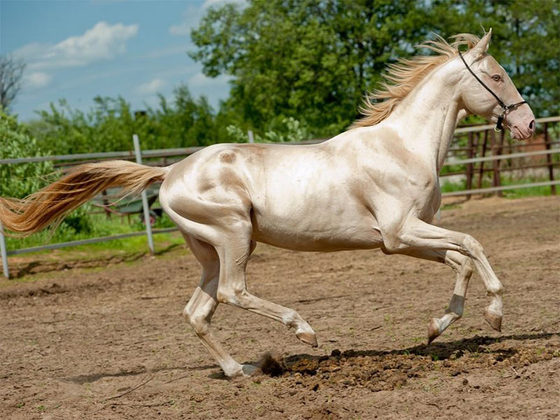Akhal Teke, Turkmen horse