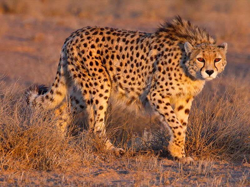Iran's wildlife - Asiaic-Cheetah