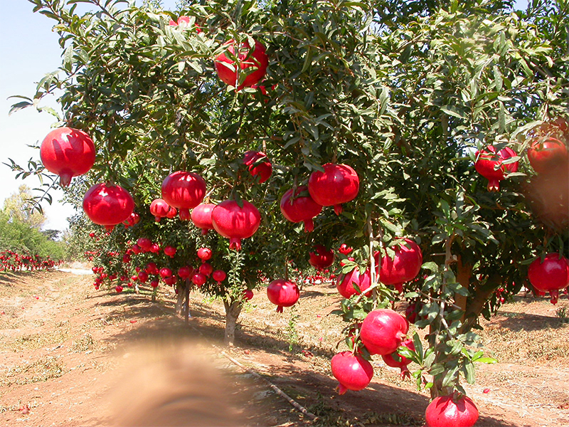 Pomegranate Festival
